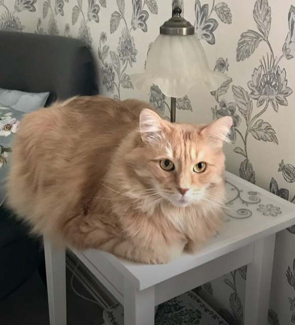 Sibirisk katt Remus